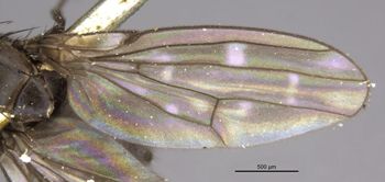 Media type: image;   Entomology 11178 Aspect: front wing